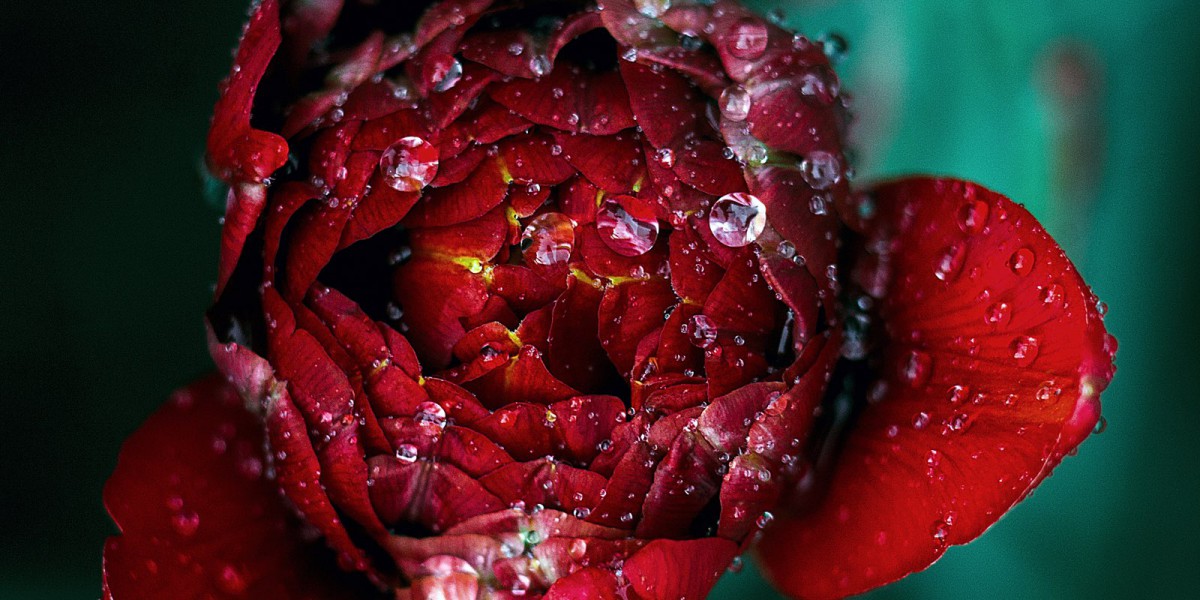 une fleur en éclosion sous la rosée