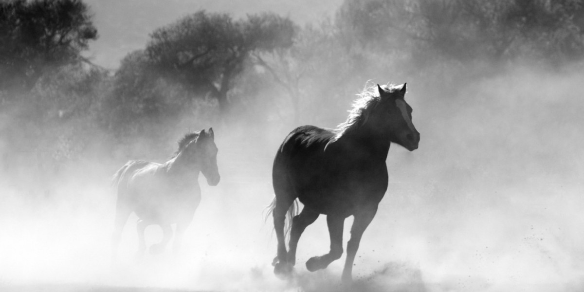 Horses running