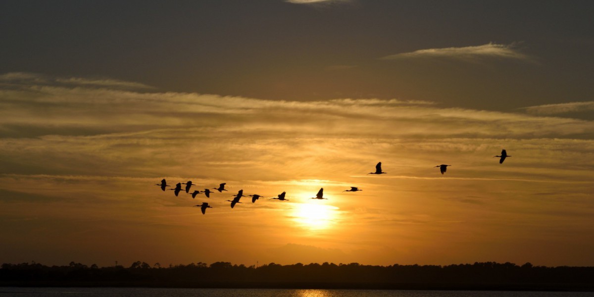 migration d'oiseaux