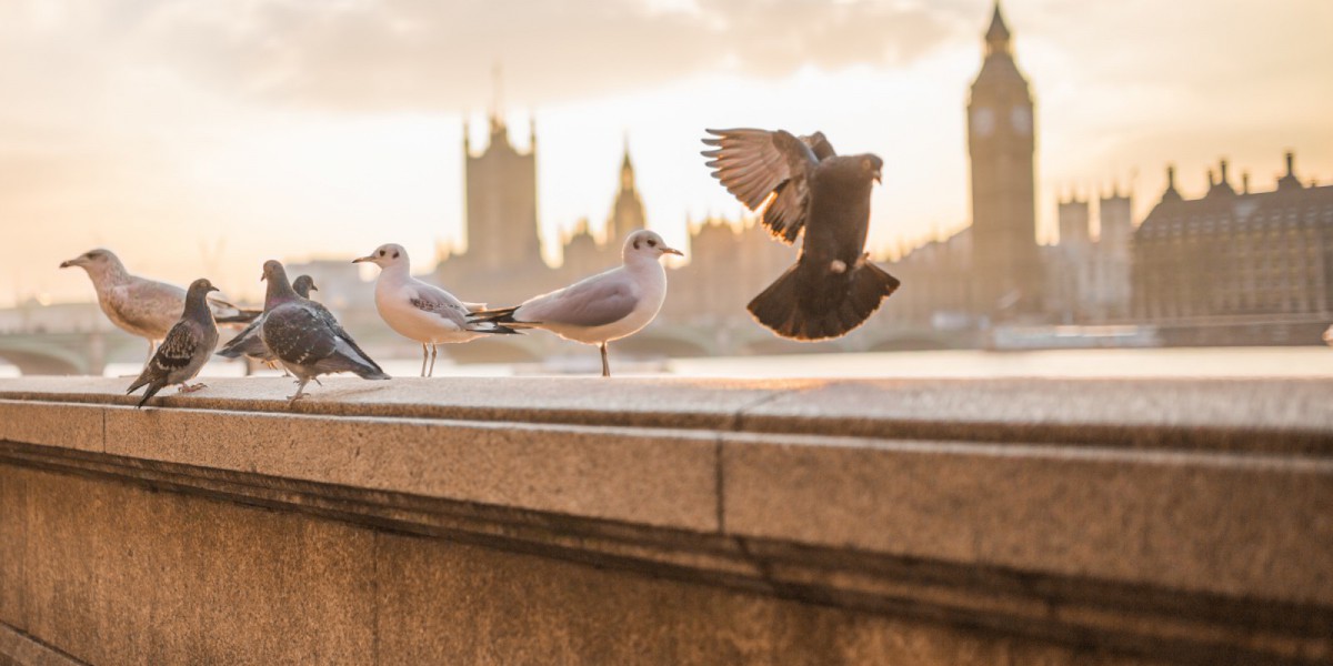 Des mouettes et des pigeons sur la rambarde d'un pont